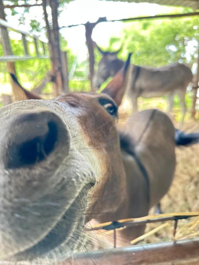 فندق Habitat Eco Farm سورينتو المظهر الخارجي الصورة